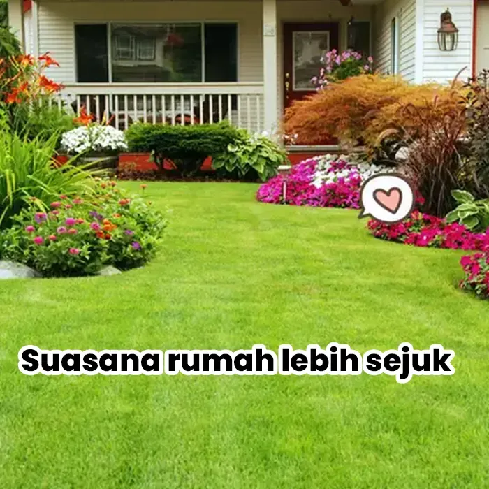 rumput hias