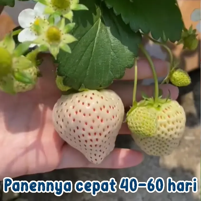 strawberry putih3