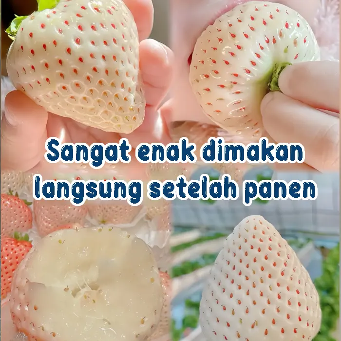 strawberry putih5