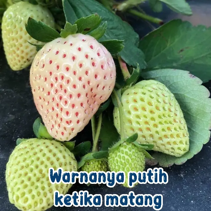 strawberry putih6